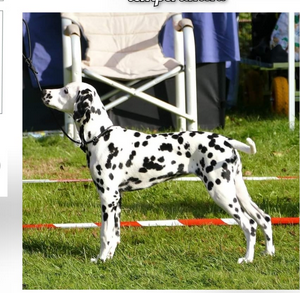 United Friends ultime amour