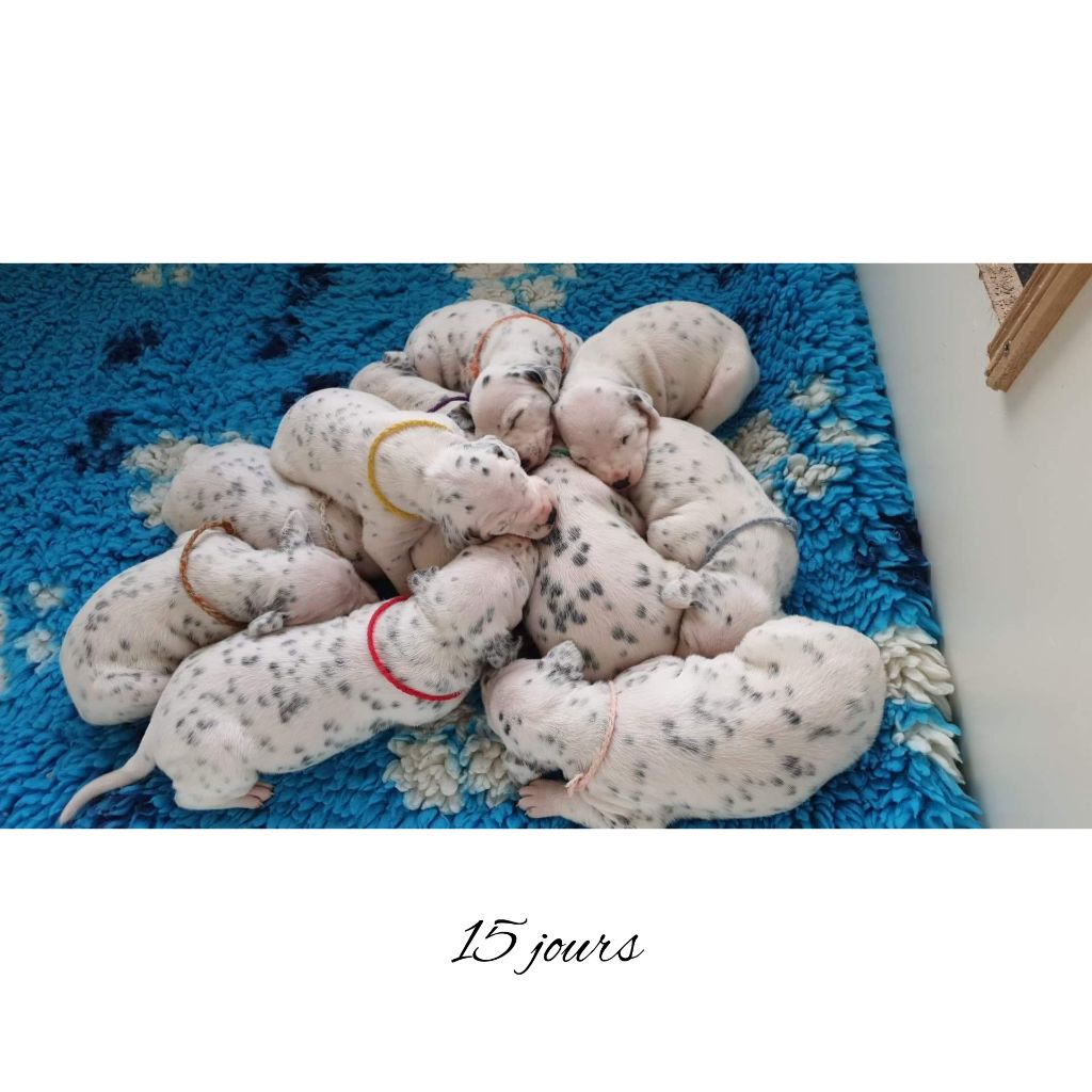 United Friends - Dalmatien - Portée née le 20/01/2019